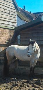 Raszuivere Connemara merrie van bijna 3 jaar oud, Merrie, Onbeleerd, Met stamboom, 3 tot 6 jaar