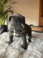 Pitbull XL X Amerikaanse stafford pups, Dieren en Toebehoren, Honden | Bulldogs, Pinschers en Molossers, Parvo, 8 tot 15 weken