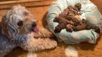 Unieke Australian Labradoodle pups zoeken super plek!, Parvo, Overige rassen, 8 tot 15 weken, Meerdere