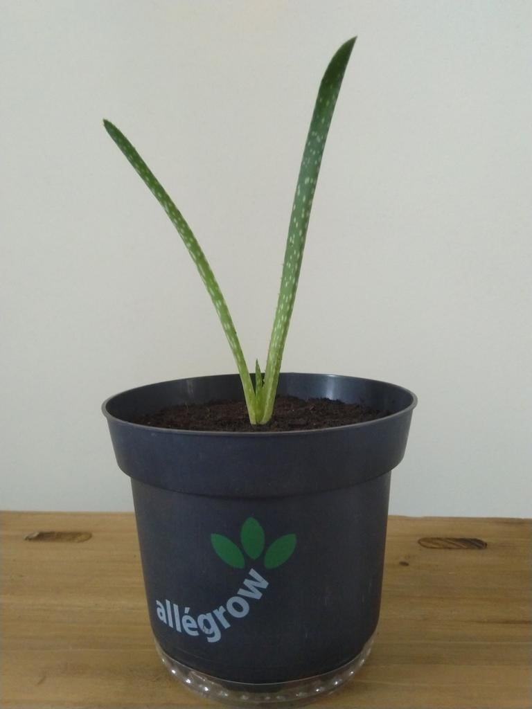 Aloë Vera plant, gewortelde stek., Huis en Inrichting, Kamerplanten, Ophalen, Halfschaduw, Minder dan 100 cm