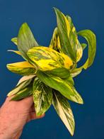 Monstera Standleyana Aurea Variegata p12 (1), Huis en Inrichting, Kamerplanten, Ophalen of Verzenden, Halfschaduw, Minder dan 100 cm