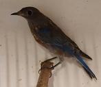 Tropische vogel: Sialia mexicana man 2025, correct geringd, Dieren en Toebehoren, Vogels | Overige Vogels, Meerdere dieren, Tropenvogel