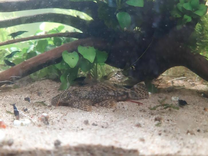 Ancistrus te koop, Dieren en Toebehoren, Vissen | Aquariumvissen, Vis