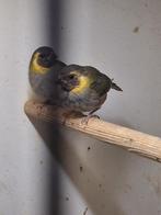 Twee koppeltjes Cuba vinken, Dieren en Toebehoren, Meerdere dieren, Tropenvogel, Geringd