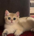 Britse Korthaar Kitten, Poes, Ontwormd, 0 tot 2 jaar