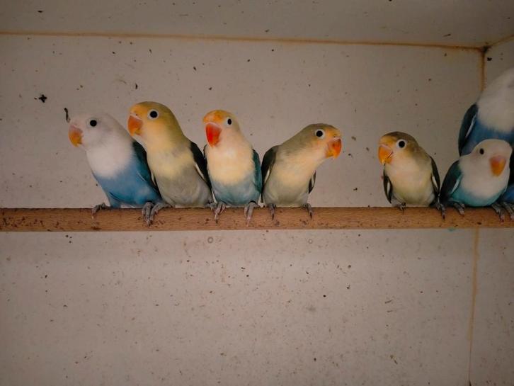 Jonge agapornis dwerg papegaai leuk om tam te maken, Dieren en Toebehoren, Vogels | Parkieten en Papegaaien, Dwergpapegaai of Agapornis