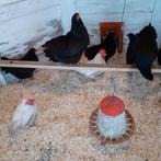 Legkip, Dieren en Toebehoren, Pluimvee, Vrouwelijk, Kip