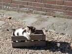 2 kittens te koop!, Dieren en Toebehoren, Katten en Kittens | Overige Katten, Kater, Kortharig, 0 tot 2 jaar