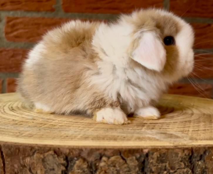 Mega knappe lieve raszuivere minilop konijntjes, Dieren en Toebehoren, Konijnen, Dwerg, Meerdere dieren