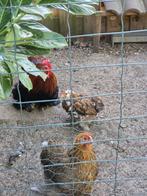 cochin kriel Haantje , 3 maanden oud, Dieren en Toebehoren, Pluimvee, Mannelijk, Kip