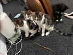 KoningsKittens nestje gouden mandje, Poes, Kortharig, 0 tot 2 jaar