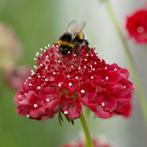 Zaden duifkruid rood (Scabiosa atropurpurea Fire King), Tuin en Terras, Ophalen of Verzenden, Voorjaar, Volle zon, Zaad