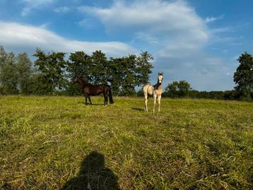 Pension plek aan de soestduinen voor mini tot paard beschikbaar voor biedingen