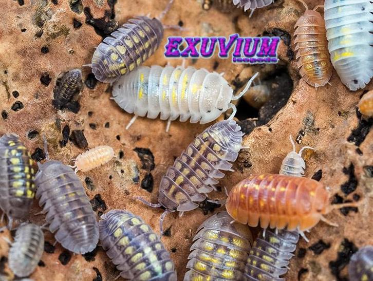 Armadillidium granulatum Lottery Ticket isopods pissebedden, Dieren en Toebehoren, Insecten en Spinnen, Overige soorten