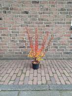 Najaars aanbieding tuinplanten, Ophalen, Overige soorten, Halfschaduw