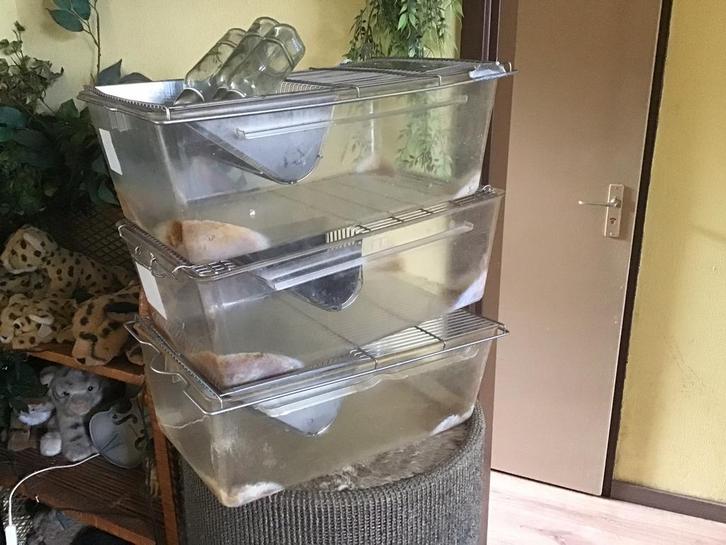 3 x labbakken voor kleine knaagdieren, Dieren en Toebehoren, Knaagdieren en Konijnen | Hokken en Kooien, Gebruikt, Hok, Minder dan 60 cm