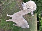 Alpaca, Dieren en Toebehoren, Overige Dieren, Juni, Vrouwelijk