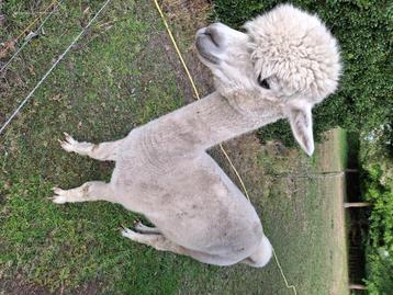 Alpaca beschikbaar voor biedingen