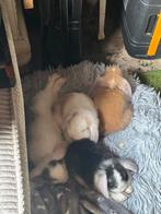 Lieve mooie baby konijntjes, Dieren en Toebehoren, Konijnen, Meerdere dieren, Dwerg