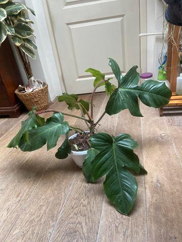 XXL philodendron squamiferum beschikbaar voor biedingen
