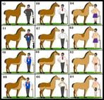 Paard/Pony scheren, Verzorging of Verzorgpony's