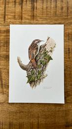 Taigaboomkruiper vogel prent, Minder dan 50 cm, Print, Minder dan 50 cm, Ophalen of Verzenden