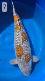 Ginrin Ochiba Shigure - Okawa - 69cm - 11jr - female, Dieren en Toebehoren, Vissen | Vijvervissen, Karper of Koi