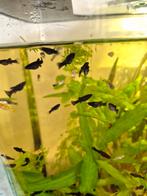 Jonge Black molly's,  goud molly's en dalmatier te koop., Dieren en Toebehoren, Vis