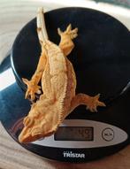 Wimpergekko vrouw voor Houten, Dieren en Toebehoren, Reptielen en Amfibieën, Hagedis, 3 tot 6 jaar