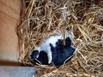 Lotharinger konijnen en vlaamse reus konijn lief en tam, Dieren en Toebehoren, Konijnen, Meerdere dieren, Groot, Hangoor, 0 tot 2 jaar