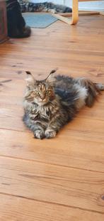 karaktervolle Maine Coon poes - heel sociaal, grote pluimen, Dieren en Toebehoren, Poes, Gechipt, 6 jaar of ouder