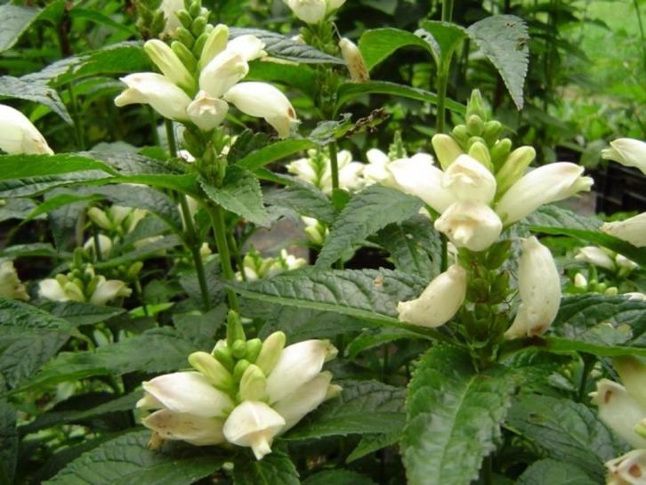 Zaden Chelone obliqua alba, Tuin en Terras, Bloembollen en Zaden, Volle zon, Verzenden