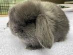 Jonge Dwerg hangoor konijntjes - raszuiver van kleur en bouw, Meerdere dieren, Dwerg, Hangoor, 0 tot 2 jaar