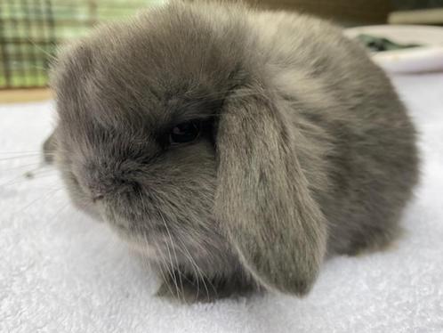 Jonge Dwerg hangoor konijntjes - raszuiver van kleur en bouw, Dieren en Toebehoren, Konijnen, Dwerg, Meerdere dieren, 0 tot 2 jaar
