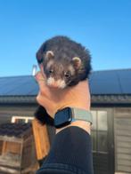 Fret te koop incl kooi, Februari, Vrouwelijk