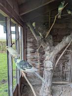 Mooie kakariki parkieten, Dieren en Toebehoren, Meerdere dieren, Parkiet, Geringd