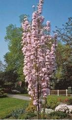 Japanse sierkers, oftewel de Prunus Serrulata Amanogawa., Tuin en Terras, In pot, Halfschaduw, Ophalen of Verzenden, Lente