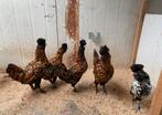 Pavlov hennen, Dieren en Toebehoren, Pluimvee, Meerdere dieren, Kip