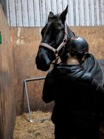 Gezocht tijdelijke stalling voor onze lieve pony, Dieren en Toebehoren, Stalling en Weidegang, Stalling