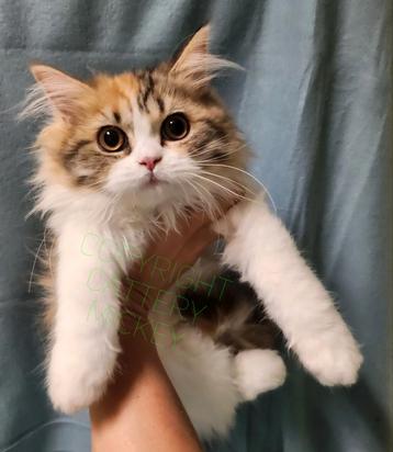 2 kittens vrouwtjes kindvriendelijk langhaar Selkirk  beschikbaar voor biedingen