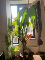 mooie grote alocasia, Huis en Inrichting, Kamerplanten, Ophalen, 200 cm of meer, Overige soorten, In pot