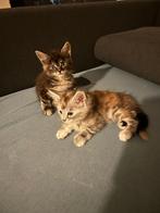 Main coon kittens 2 dames 13 juni 2025, Dieren en Toebehoren, Katten en Kittens | Raskatten | Langhaar, Poes, 0 tot 2 jaar