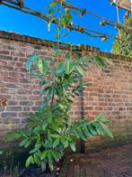 Laurier struik, Ophalen, Laurier, 100 tot 250 cm