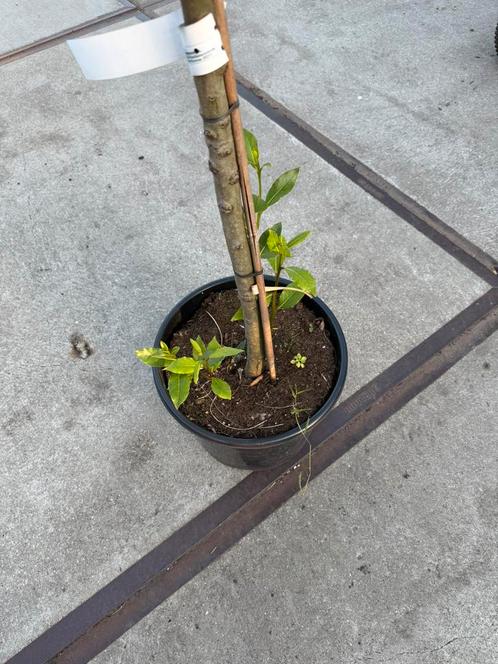 Eetbare laulier op stam stam 125 dan de bol prijs  39,95, Tuin en Terras, Planten | Bomen, Overige soorten, 100 tot 250 cm, Halfschaduw