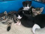 Lieve kittens te koop., Meerdere dieren