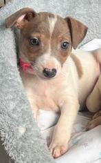 Jack Russel pups, Dieren en Toebehoren, Honden | Niet-rashonden, CDV (hondenziekte), 8 tot 15 weken, Meerdere, Meerdere dieren