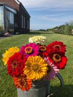 Zinnia en Artisjok planten, Tuin en Terras, Volle zon, Eenjarig, Zomer, Ophalen