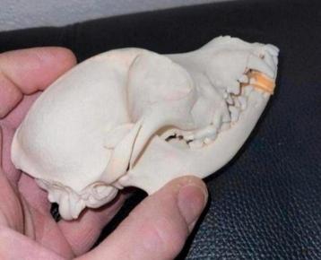 Schedel van een klein hondje - Taxidermie Dog Skull - Skelet beschikbaar voor biedingen