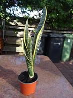 Vrouwentong - 38 cm, Overige soorten, Minder dan 100 cm, Bloeiende kamerplant, Halfschaduw
