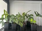 Monstera minima stekken, Ophalen of Verzenden, Overige soorten, Minder dan 100 cm